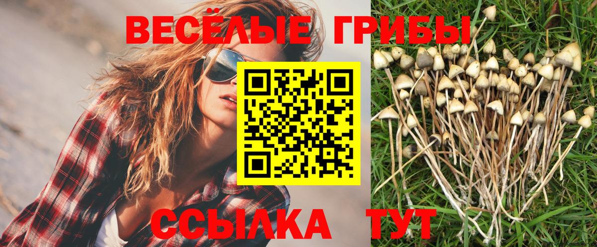 Псилоцибиновые грибы GOLDEN TEACHER Вышний Волочёк